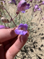 Penstemon incertus