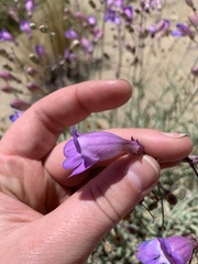 Penstemon incertus