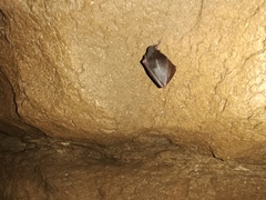Rhinolophus hipposideros