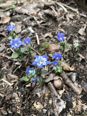 Gentiana zollingeri