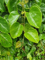 Cissus hastata