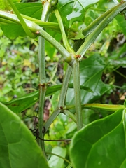 Cissus hastata