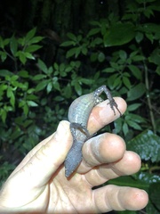 Gelanesaurus flavogularis