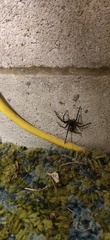 Dolomedes scriptus
