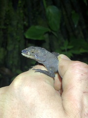 Gelanesaurus flavogularis