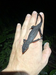 Gelanesaurus flavogularis