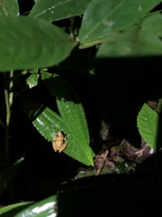 Pristimantis altamnis
