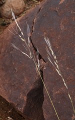 Stipagrostis ciliata capensis