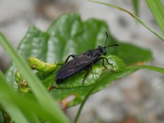 Phyllomydas quercus