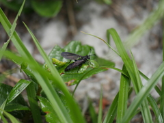Phyllomydas quercus