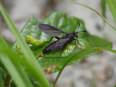 Phyllomydas quercus