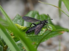 Phyllomydas quercus