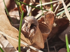Orthosia cerasi