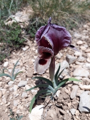 Iris acutiloba