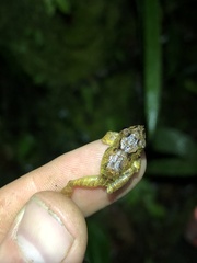 Pristimantis incomptus