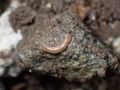 Argonemertes dendyi