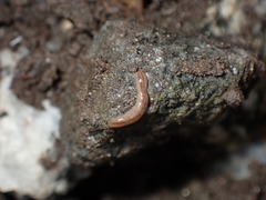 Argonemertes dendyi