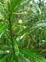 Claoxylon angustifolium