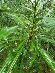 Claoxylon angustifolium