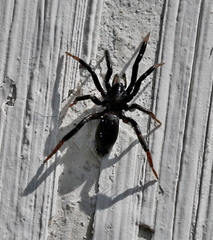 Drassyllus