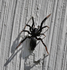 Drassyllus