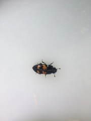 Glischrochilus fasciatus