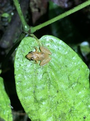 Pristimantis altamnis