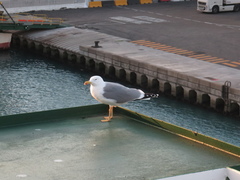 Larus michahellis