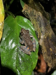 Pristimantis ventrimarmoratus