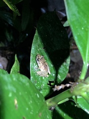 Pristimantis altamnis