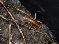 Ceuthophilus californianus