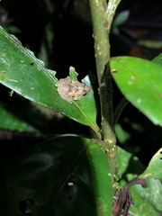 Pristimantis altamnis