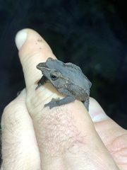 Rhinella festae