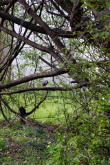 Cyanocitta cristata bromia