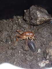 Ceuthophilus californianus