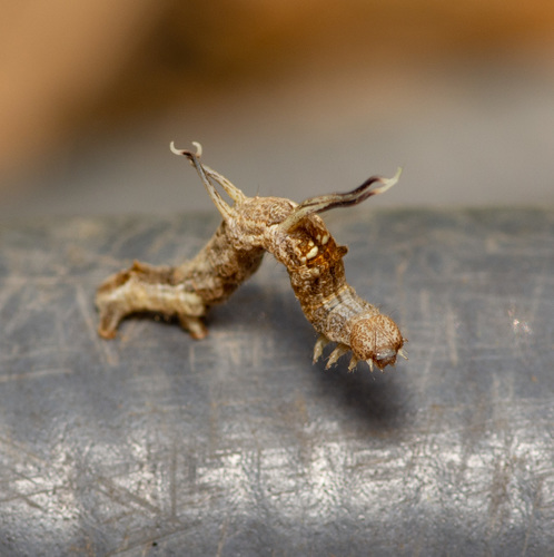 Horned Spanworm Moth photo 6