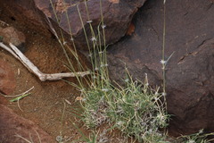 Stipagrostis ciliata capensis