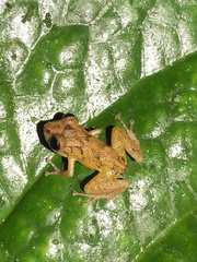 Pristimantis incomptus