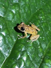 Pristimantis incomptus