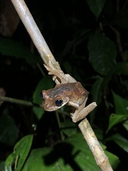 Osteocephalus sangay