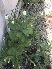 Phacelia viscida albiflora