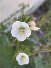 Phacelia viscida albiflora