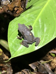 Rhinella festae
