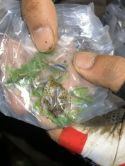 Pristimantis katoptroides