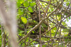 Paradoxurus zeylonensis