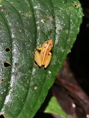 Pristimantis altamnis