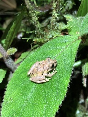 Pristimantis incomptus