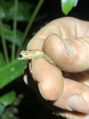 Pristimantis incomptus