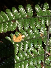 Pristimantis altamnis