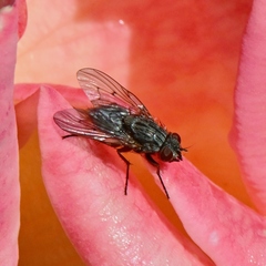 Muscidae